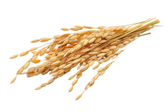 fresh yellow rice ears
isolated on white background
