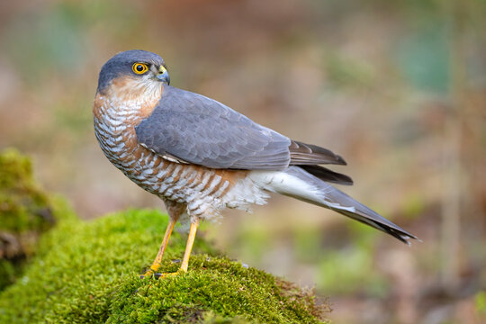 krogulec (Accipiter nisus)