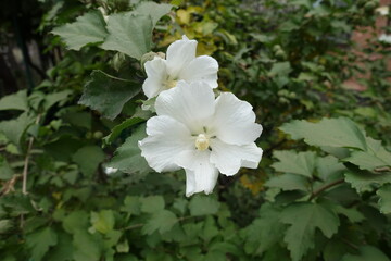Pair of pure white flowers of Hibiscus syriacus in October