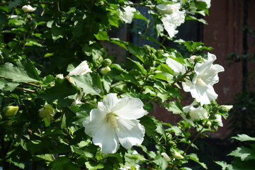 Several pure white flowers in the leafage of Hibiscus syriacus in August