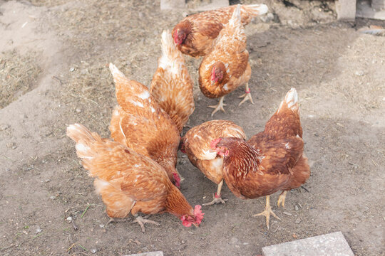 Domestic chicken with brown and white feathers running around the yard in the free range. Organic chickens. Homegrown eggs. Funny expression