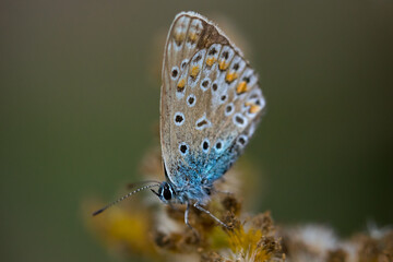  Insekt Schmetterling Bläuling Polyommatus Icarus auf Pflanze sitzend mit geschlossenen Flügeln...
