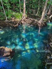 A clear water flowing through a mangrove forest, highlighting the intricate root systems and tranquil environment