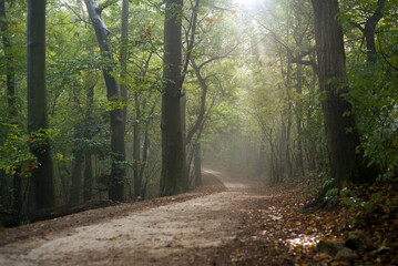 Path in morning forest