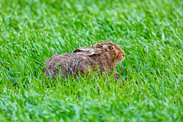 A hare on a field