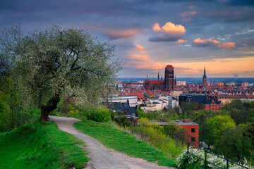 Fototapeta na wymiar Beautiful blooming tree and the Main City of Gdansk at spring sunset, Poland