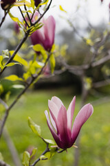 Bright colorful flowers on branches in the garden - spring flowering period - garden flowers