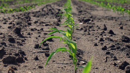 Corn sprouts grow in field. Farm agricultural business beds with rows of green sprouts germs of...