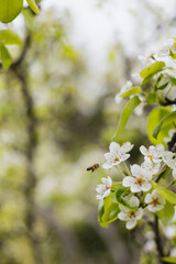 Bee over an apple tree flower in the garden - spring honey plant