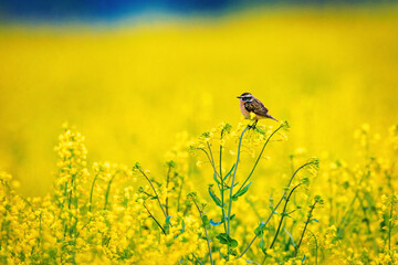 A whinchat in a yellow Canola field