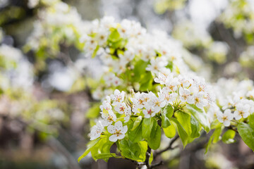 Bright colorful flowers on branches in the garden - spring flowering period - garden fruit tree