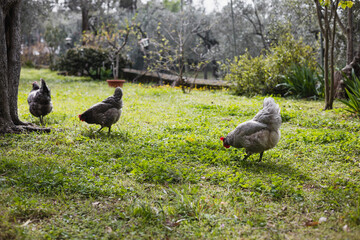 Pedigree laying hens on the lawn in the garden - feeding in a natural environment