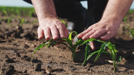 Hands touching sprout of corn sapling. Palms fingers man checking health condition of fresh green plant touch leaves take care of crops sowings seedlings, engage in agriculture on farm, manual labor.
