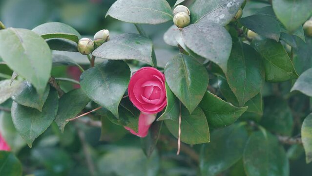 Twig Brunch Among Fresh Green Leaves Camellia With Pink Flower. Love Concept.