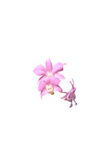 Isolated Pink Orchid on a Plain White Background.