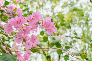 Delicate pink bougainvillea flowers captured with a backdrop of a blurred tree canopy and sky, exuding a serene vibe.