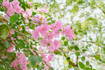 Pale pink bougainvillea flowers cascading among green leaves, with dappled sunlight filtering through the foliage.