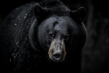 An intense portrait of a black bear, its gaze piercing through the shadows, evoking the wild essence of the forest's depths.