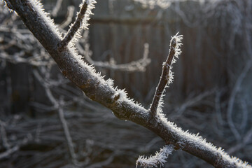 Closeup tree twigs feathered with heavy frost of feather-like form.