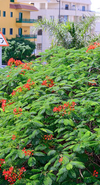 Flame tree Royal Poinciana foliage and flowers as natural background.