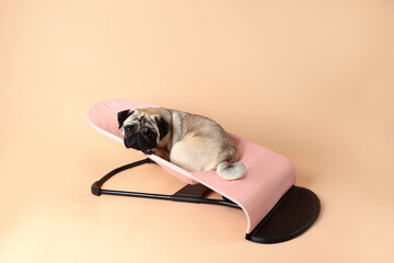 Pug dog is lying in hammock or chaise longue. The pug is lying in a children's hammock. Sad dog. An...