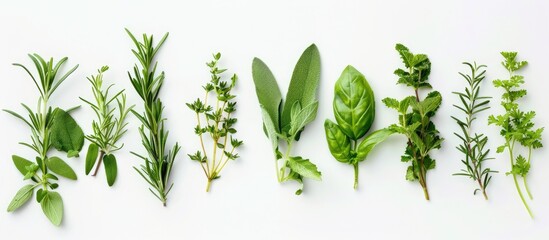 Freshly picked herbs arranged on a white background. - obrazy, fototapety, plakaty