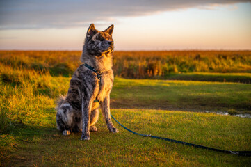 Akita inu dog with gray fur sitting on the salt marsh during sunset, st. peter ording, north sea,...