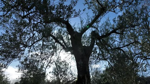Ulivo, pianta rigoglisa delle olive.
Coltivazione di olive. Gli alberi e i rami. Italia.