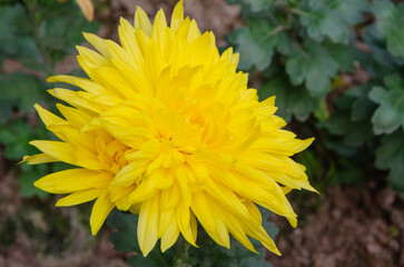 Chrysanthemum is a kind of flower loved by Chinese people, which blooms in autumn and is widely distributed throughout China.
