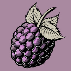 Vector illustration of ripe grapes on a vine with leaves, in a floral design