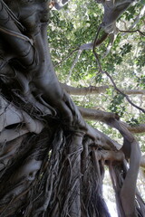Il movimento dei rami di un albero secolare