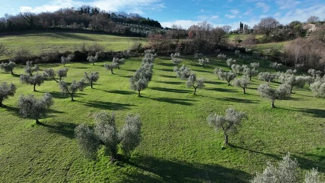 Ulivo, pianta rigoglisa delle olive.
Coltivazione di olive. Gli alberi e i rami. Italia.