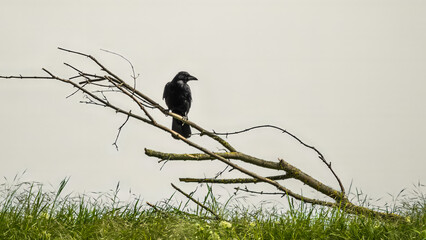 A carrion crow perching on a dry branch lying in the green grass