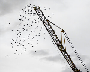 A flock of starlings on and around the crane beam
