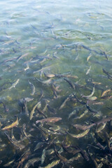 Trout fishes swimming in the fishpond water background