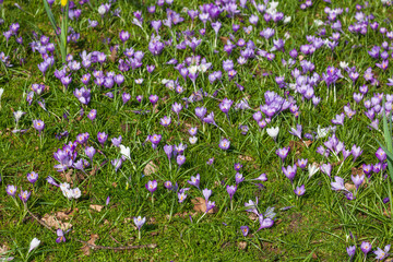 Blühende Krokusse auf einer  Blumenwiese, Deutschland - 788085002