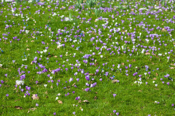 Blühende Krokusse auf einer  Blumenwiese, Deutschland