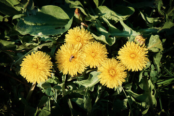 Yellow dandelion flowers on a green background. Spring and summer background.