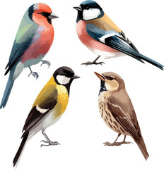 set of four birds in watercolor style. Sparrow, robin, linnet, tit © Yulia
