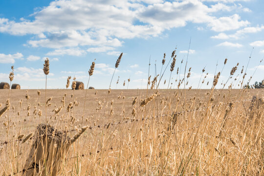 Rural fenceline with dry brown grass seeds, timber posts and barbed wire, and hay bales in background.  Blue sky with clouds, farming landscape.