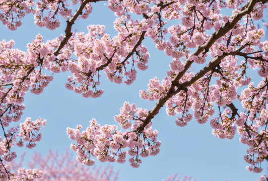 In a burst of springtime glory, delicate cherry blossoms paint the landscape in hues of pink and white, their soft petals drifting gently to the ground, a breathtaking celebration of natures renewal