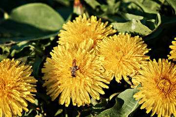 Close-up of blooming yellow dandelion flowers with a bee on them, in a spring garden. Detail of...