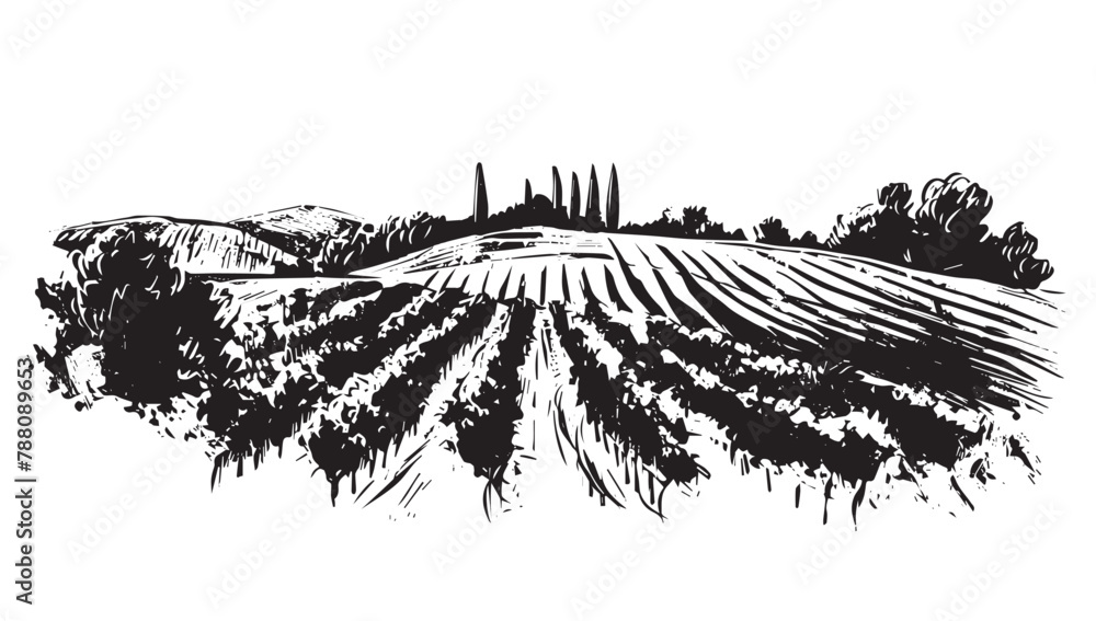 Wall mural Vineyard landscape, Sketch, hand drawn illustrations.	
