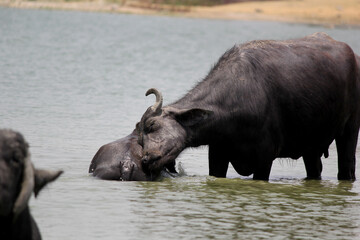 close up shot of buffalo italian buffalo and indian buffalo at water lake	