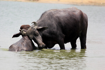 close up shot of buffalo italian buffalo and indian buffalo at water lake	