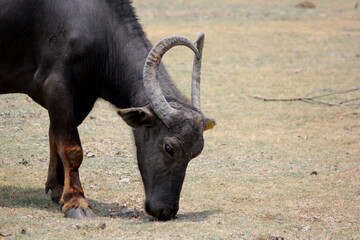 close up shot of buffalo italian buffalo and indian buffalo at water lake	