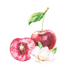 Red cherry with blossom botanical watercolor illustration 