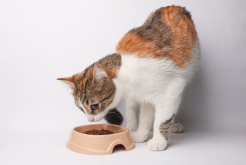 Domestic cat sniffing dry cat food in a bowl on a white background
