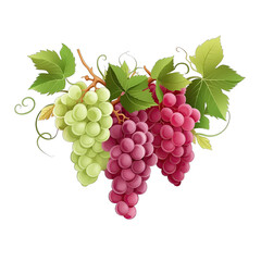 green and red grapes banner summer fruits and berries bannerwinemaking daybunches of grapes with leaves SVG isolated on transparent background