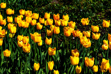 Obraz premium Amazing spring yellow tulip flowers.